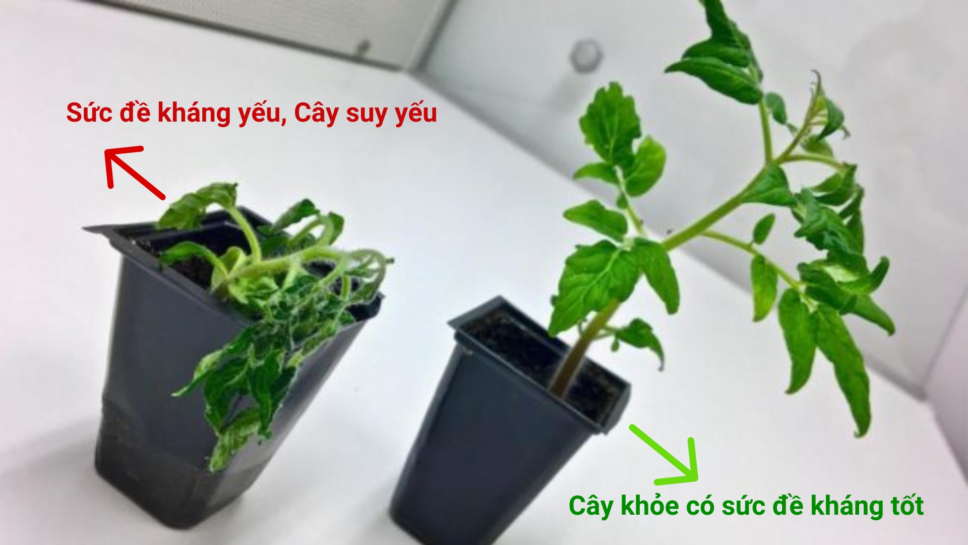Cách tăng sức đề kháng cho cây trồng khỏe, kháng bệnh